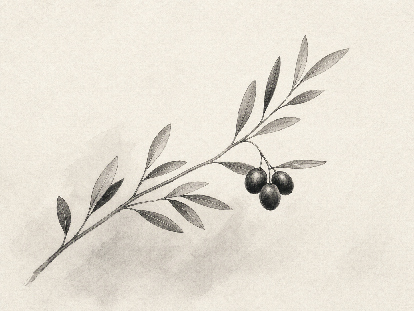 Monochrome botanical artwork of a slender olive-like branch with narrow leaves and a small cluster of berries.